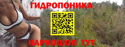 стаф Можга
